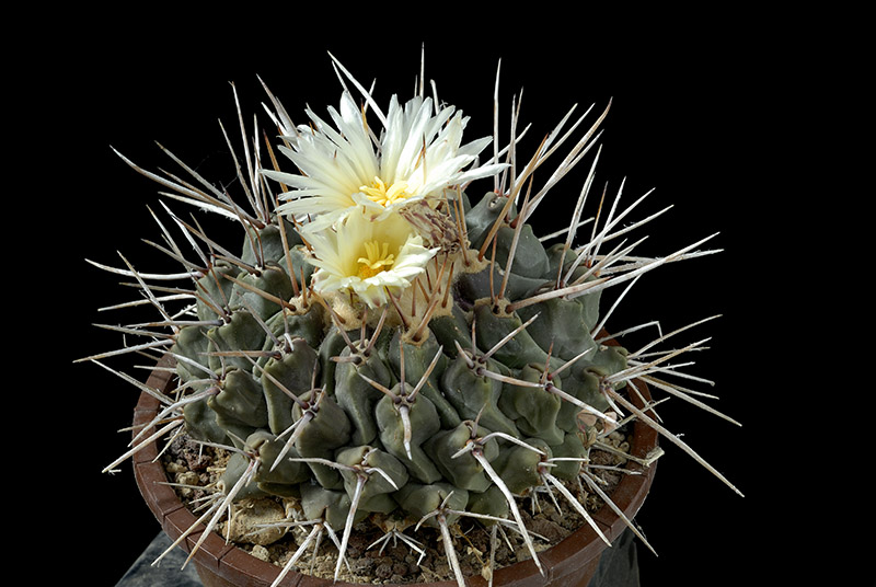 Thelocactus lophotele D. 13 € 28.00.jpg